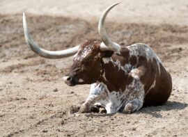 Brown Texas Longhorn Lying on the Ground by Miguel Cuenca